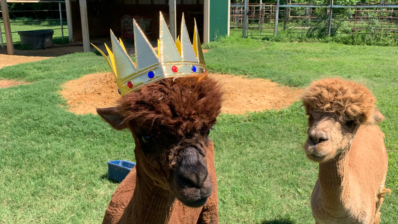 Max and Hershee's Alpaca Adventures: Journey to England