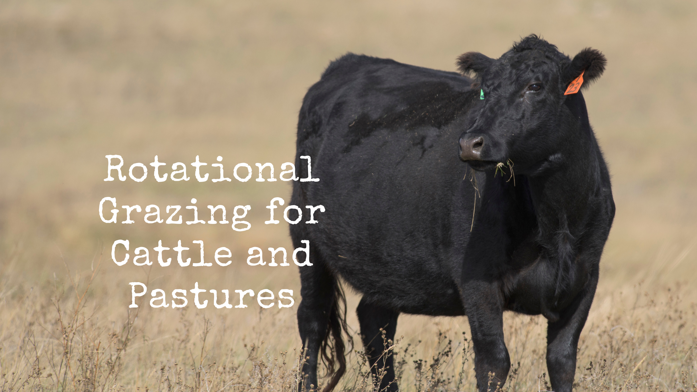 The Benefits of Rotational Grazing for Cattle and Pastures ...