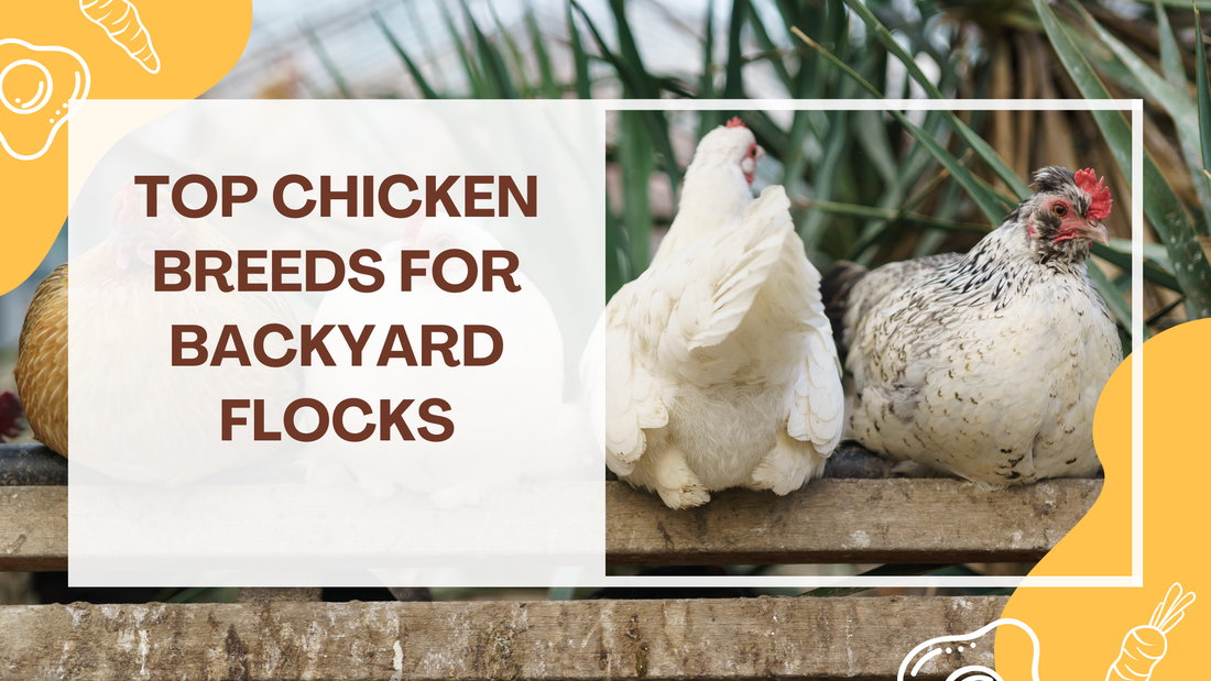 Top Chicken Breeds for Backyard Flocks